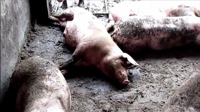 台糖養豬場遭停水　近2萬豬倒地等死