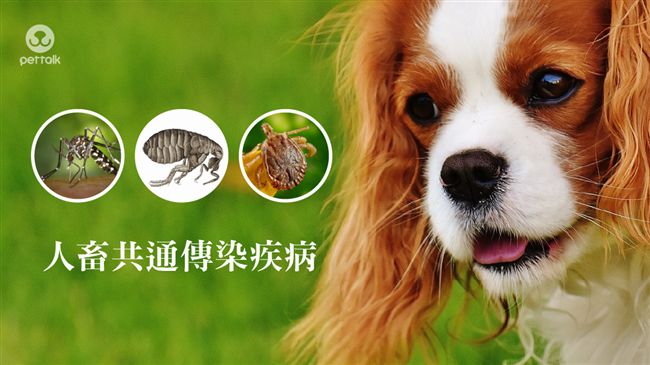 夏天感染旺季到！常見寵物寄生蟲疾病