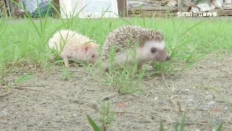 可愛刺蝟成新寵　注意清潔當心染芥癬