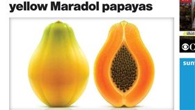 水果,消暑,木瓜,致命,沙門氏菌,感染,美國,住院,馬拉多爾,Maradol,汙染,腹瀉,發燒（圖／翻攝自CBS News）
http://www.cbsnews.com/news/salmonella-outbreak-yellow-maradol-papayas/