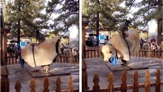 汪星人當「訓牛高手」？民眾看到驚呆