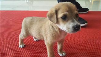 樓下有惡犬！警到場傻眼：貓報的警？