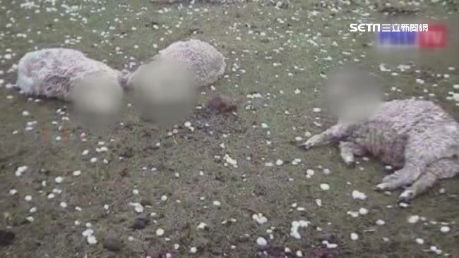清境有異象？LINE瘋傳冰雹砸死羊