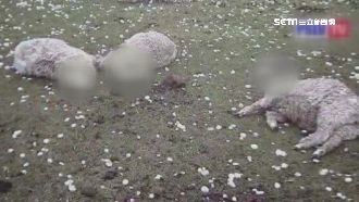 清境有異象？LINE瘋傳冰雹砸死羊