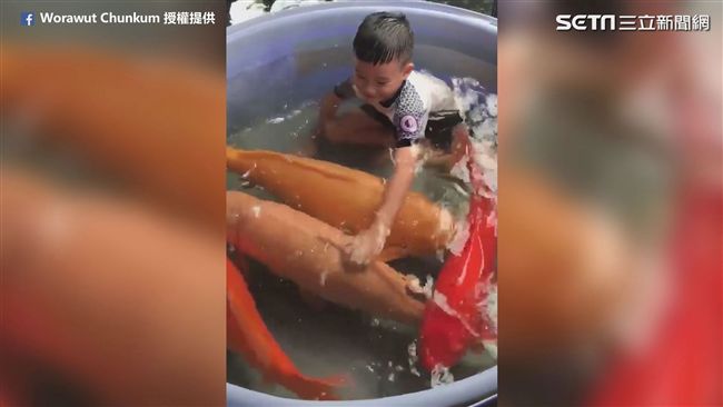 誇張巨型錦鯉！網友：感覺快吃掉小孩