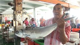 嘉義,東石漁港,虱目魚,漁民,養殖,野生