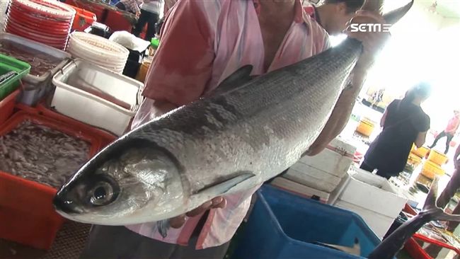 巨無霸虱目魚　體型7倍大遊客瘋嚐鮮