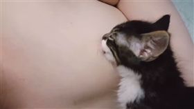 小貓,寵物,幼貓,哺乳,乳頭,男主人,毛小孩,喝奶
（圖／翻攝自YouTube）