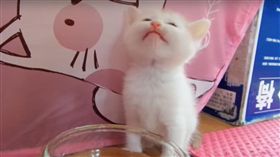 原來這就是水！小貓第一次喝水表情超美味　萌翻網友（圖／翻攝自《Spot the Kitty STK》YouTube）
