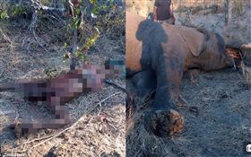 辛巴威訓象師被大象殺死。（合成圖／翻攝自《每日郵報》）