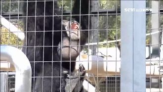 追「猩」風潮！日長臂猴吼出高人氣