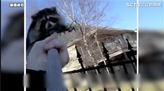 不願被男子趕走　浣熊癡癡守望