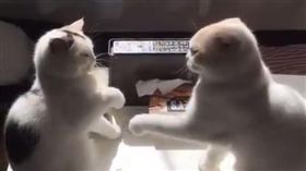 貓,寵物,喵星人,毛小孩,毛寶貝,主子,打架,慢動作,太極
（圖／翻攝自推特）