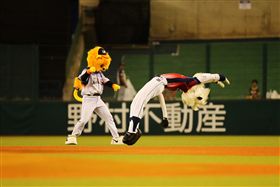 ▲統一、西武雙獅會，吉祥物互相PK翻跟斗。（圖／統一獅提供）