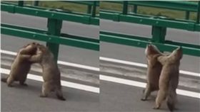 打架,土撥鼠,互毆,馬路　圖／翻攝自YouTube