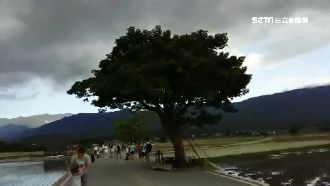 怕金城武樹被吹垮　鄉公所架鋼索防颱