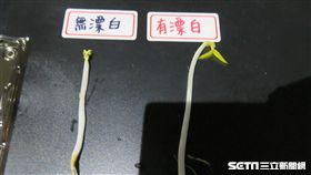 新北市衛生局於今（28）日凌晨查獲該市五股區與泰山區無市招豆芽菜製造廠違法漂白豆芽菜。（圖／新北市衛生局提供）