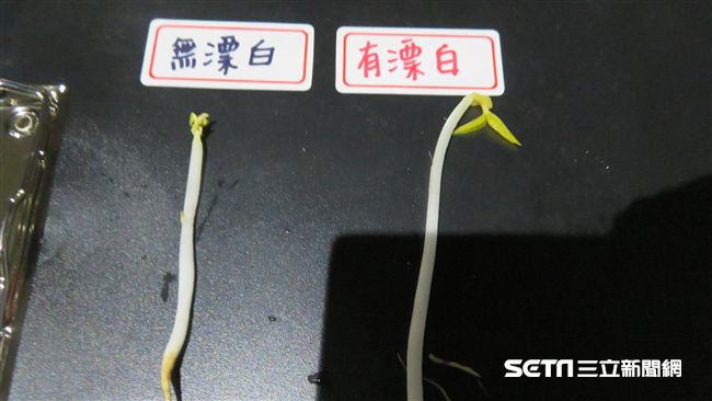 新北查獲漂白豆芽菜　專家教選購技巧