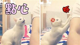 貓,寵物,喵星人,毛小孩,毛寶貝,豆漿,漿爸,肚子餓
（圖／翻攝自YouTube）