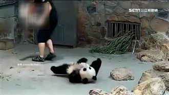 陸貓熊遭重摔、拉扯　工作人員稱自保