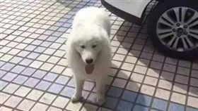 青島交警協尋薩摩耶（圖／翻攝自半島都市報）
