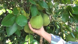 颱風來襲　花東「水果三寶」岌岌可危