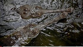 鱷魚,池塘,攻擊,睪丸,美國,佛羅里達州,Fredric Iman　圖／美聯社／達志影像