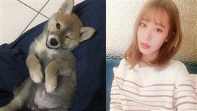 16:9
正妹大於狗！柴柴拋媚眼撒嬌　網友全在看超正大姐姐
圖／翻攝自Dcard
https://goo.gl/WoF9r8