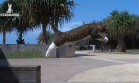 貓星人，耍特技，訓練有素，超強貓咪（圖／翻攝自Youtube,CATMANTOO）
