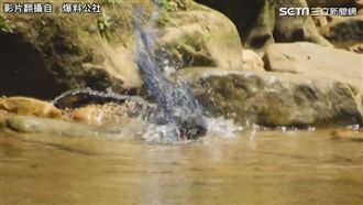 「比中樂透還開心！」捕獲藍鵲沐浴