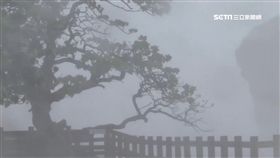 天氣,氣象,尼莎,海棠,颱風,路徑,大雨