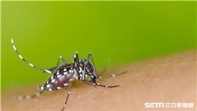 疾管署提醒，孕婦及計劃懷孕婦女暫緩前往流行地區，如需前往，應做好防蚊措施。（圖／疾管署提供）