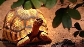 安哥洛卡象龜（圖／翻攝自推特）