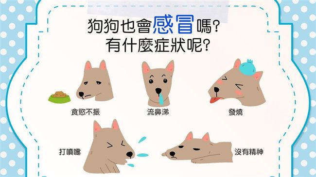 狗狗也會感冒、發燒！5大症狀可判斷
