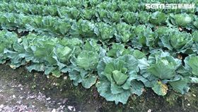 高麗菜,菜價,青菜,蔬菜-記者周筠羚攝