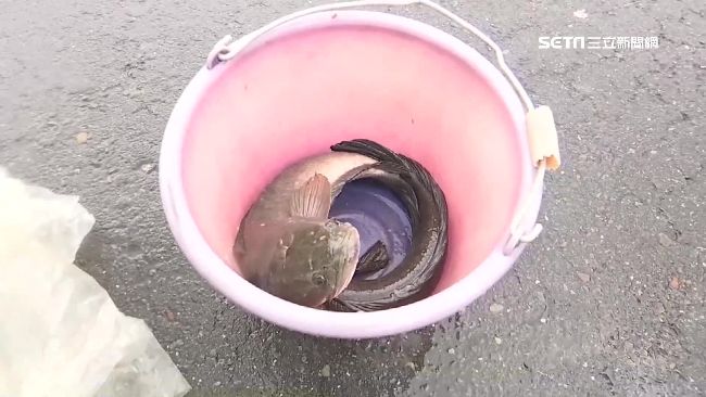 屏東林邊連淹3天　童路邊捕魚加菜