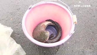 屏東林邊連淹3天　童路邊捕魚加菜