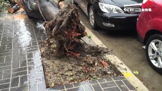 幼稚園門口路樹倒　懷孕女老師險遭砸