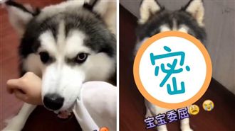 哈士奇被「脫光光」　狂鬧脾氣好委屈