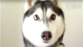 哈士奇,狗,汪星人,月月.二哈,巴掌,被騙,撒嬌　圖／翻攝自秒拍