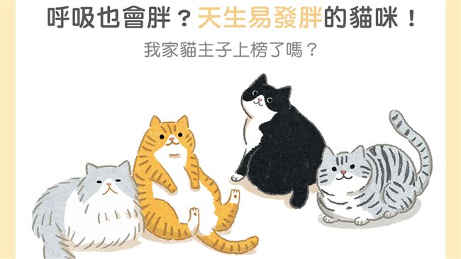 呼吸也會胖？天生易發胖的貓咪品種