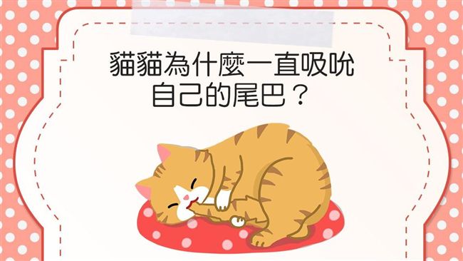 貓咪常吸吮尾巴　是「需要飼主」徵兆