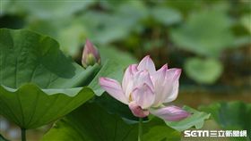 大王蓮,康莊蓮園,桃園,水上漂,桃園蓮花季,荷浪桃桃
（圖／校園記者柯文淨拍攝）