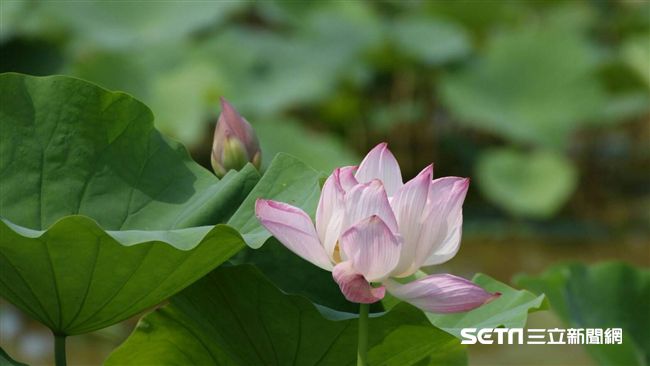 夏天衝賞花！看蓮花、金針花海這樣玩