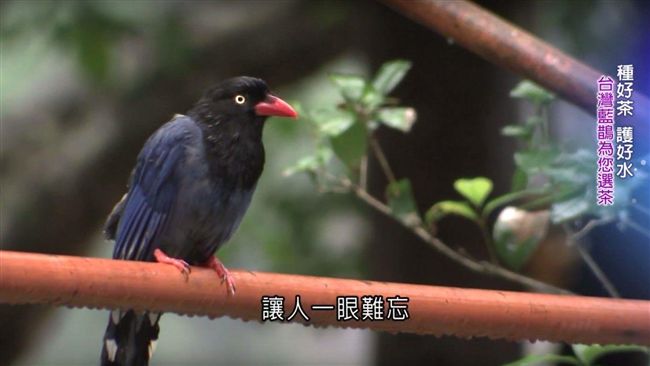 三立關懷生態　入圍全球華文報導獎