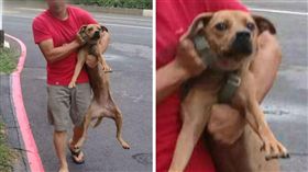 颱風,逃家,狗,逃跑,毛孩,寵物,生無可戀,汪星人
（圖／翻攝自Dcard）