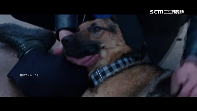 英國警犬出任務　竟遭嫌犯反咬扯耳
