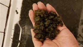 雨來菇,花蓮,浴缸,情人的眼淚／金龍伯小苗栗新聞台臉書