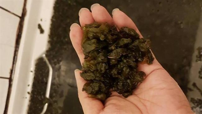 雨來菇一夜激增滿到溢出　網友眼神死