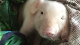 中國大陸,河北,徐水,養豬場,小怪豬,畸形,動物(微博 http://s.weibo.com/weibo/%E5%B0%8F%E6%80%AA%E8%B1%AC)